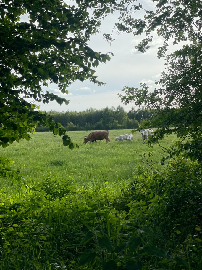 Morgens setzt ihr euch mit dem ersten oder dritten Kaffee zu den direkten Nachbarn Eine Wiese mit einer Kuh und mehreren anderen Rindern, umgeben von Bäumen.