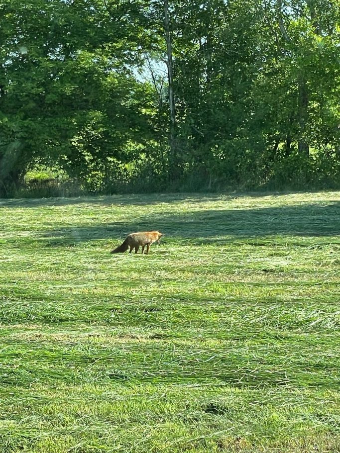 Abends sagt ihr den wilden Nachbarn gute Nacht Ein Fuchs bewegt sich durch eine grüne Wiese mit Bäumen im Hintergrund.