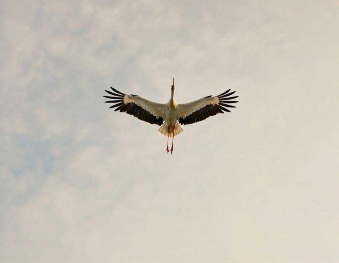 Während der Saison macht sich der Storch regelmäßig auf den Weg zur Futtersuche über den Garten Ein Weißstorch fliegt mit ausgebreiteten Flügeln durch den Himmel.